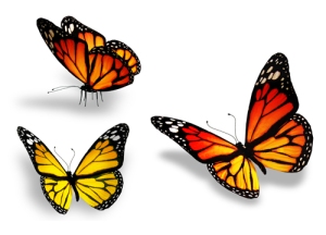 3 butterflies